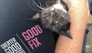 4 Reasons Spay and Neuter Programs Are Vital for Every Community